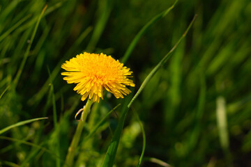 Yellow dandelion on a sunny day in the green grass.	