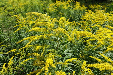 Solidago canadensis in full bloom in August