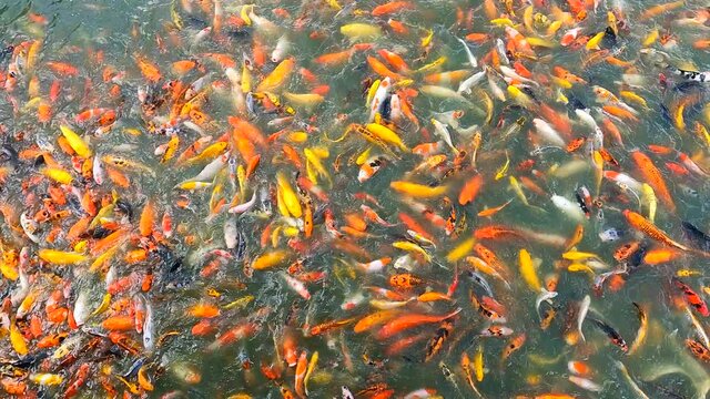 4k of feeding crowded carp or koi fishes in green water pond. Color fish animal pet which Japanese and Asian people believe as lucky animal.
