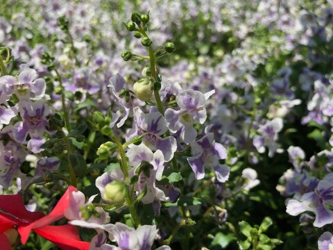 Medium close up of of white and purple angelonia flowers, side view