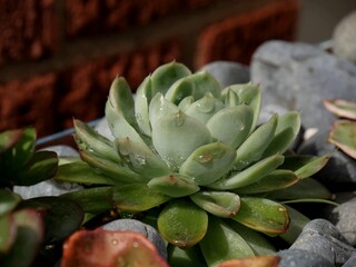 Flower-shaped succulents with dewdrops