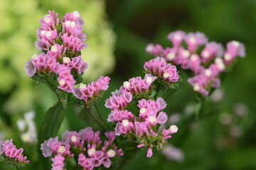 Wavyleaf sea lavender blooming pink with white, limonium flowers.