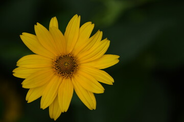Heliopsis closeup yellow flower on green bokeh background. flower background with space for text.