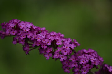 Blooming butterfly-bush flowers closeup.