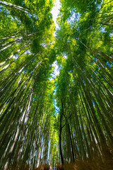 Naklejka na ściany i meble Kyoto Arashiyama The bamboo forest path