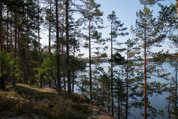 trees in the woods