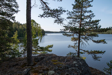 Fototapeta na wymiar trees on the lake