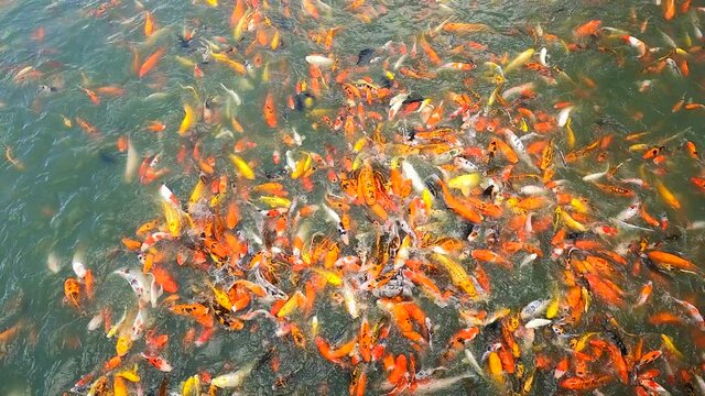 4k of feeding crowded carp or koi fishes in green water pond. Color fish animal pet which Japanese and Asian people believe as lucky animal.
