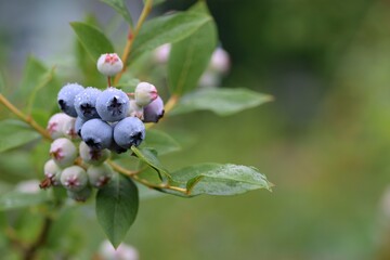 Blueberry fruits on branch, green bokeh background.