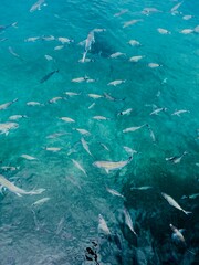 peanut island in palm beach county florida Lake Worth Inlet in Palm Beach County, Florida, United States. The island was created by dredging-related projects in 1918 which also created the inlet and t