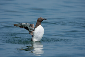 Guillemot, Uria aalge
