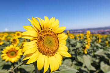 Obraz premium A sunflower blooming in an agricultural field