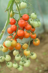 Small red tomatoes growing in greenhouse.
