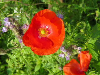 Our red poppy is a symbol of both Remembrance and hope for a peaceful future.