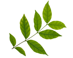 Fototapeta na wymiar tropical leaf isolated on white background