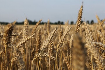 Fototapeta premium a row of wheat ears closeup in a grain field in the dutch countryside in summer