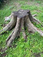 Obraz premium 気持ちの良い公園