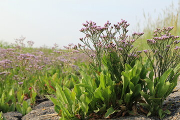 a beautiful purple sea lavender plant at the dutch coast in a salt marsh of the westerschelde sea in zeeland in summer 