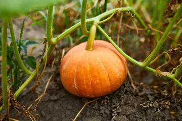 A pumpkin in a farmer's patch waiting to harvest, Ripe, Organic pumpkins in the garden, autumn...