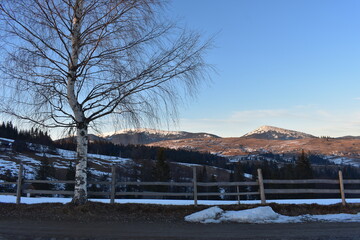 winter landscape with trees