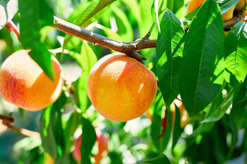 Peaches on the tree, Ripe summer peaches growing in a orchard, Concept of growing, gardering