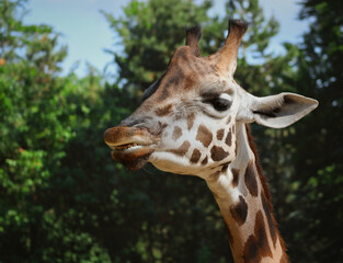 Naklejka na ściany i meble Funny Portrait of Rothschild Giraffe in Zoo. Close-up of African Animal in Czech Zoological Garden.
