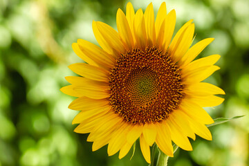 Sunflower blooming flower close up