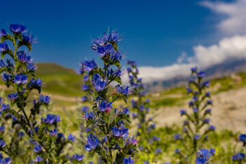 Blue blossom flowers in front of blurry background. Green hill landscape. Panorama with blue sky and white clouds.