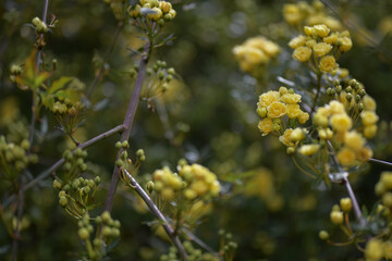 Small yellow flowers of bush rose in the garden