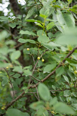 close up of Cherry tree foliage and still green cherry berries (Cerasus), early summer