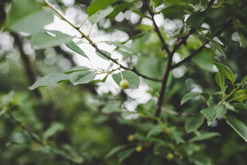close up of Cherry tree foliage and still green cherry berries (Cerasus), early summer