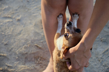 Woman's hand caresses a little chihuahua on the beach. The dog rests with its front paws on the female legs.