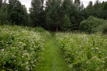 Wild flower meadow with a lot of white Anthriscus with cut lawn in the middle that makes path that leads to forest in the background