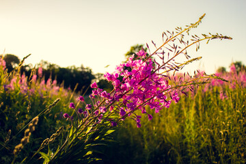 Ivan-tea, kiprei, epilobium, herbal tea on the field, close-up