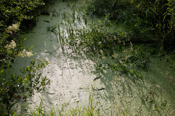 landscape with overgrown green pond on a sunny day in countryside surrounded by wild flowers and bushes.