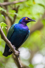 a Purple starling (Lamprotornis purpureus) is a member of the starling family of birds.
It is a resident breeder in tropical Africa from Senegal and north Zaire east to Sudan and west Kenya. 