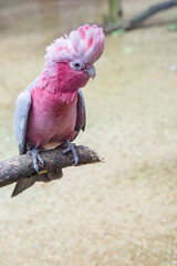 The galah (Eolophus roseicapilla) closeup image.
The galah is one of the most common and widespread...