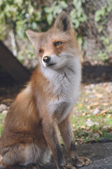 可愛い北キツネ - 北海道北見市のキタキツネ園