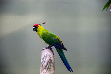 The horned parakeet (Eunymphicus cornutus) is a medium-sized parrot endemic to New Caledonia. It is...