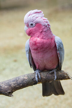 The galah (Eolophus roseicapilla) closeup image.
The galah is one of the most common and widespread cockatoos, and it can be found in open country in almost all parts of mainland Australia. 