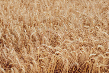 Golden wheat field close-up, ripe large ears, summer season, beginning harvest, nature outdoors