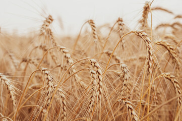 Golden field wheat close-up, ripe large ears wheat against background nebv, summer season, beginning harvest, nature outdoors