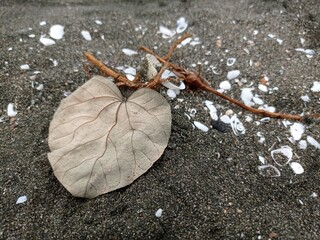 autumn leaves on the ground