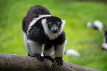 A White-belted ruffed lemur looking at camera.