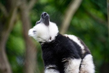 A Ring-tailed lemur making call noises. © Ross