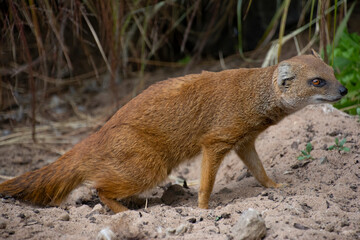 A closeup of a Yellow mongoose.