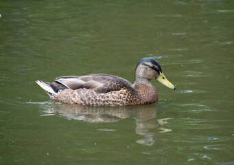 An isolated duck swimming in a pond.