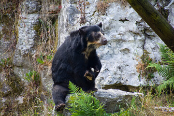 An Andean bear resting on a stone.