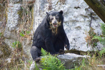 An Andean bear sitting on a rock.