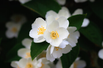 Obraz premium Jasmine flowers blossoming on bush in sunny day